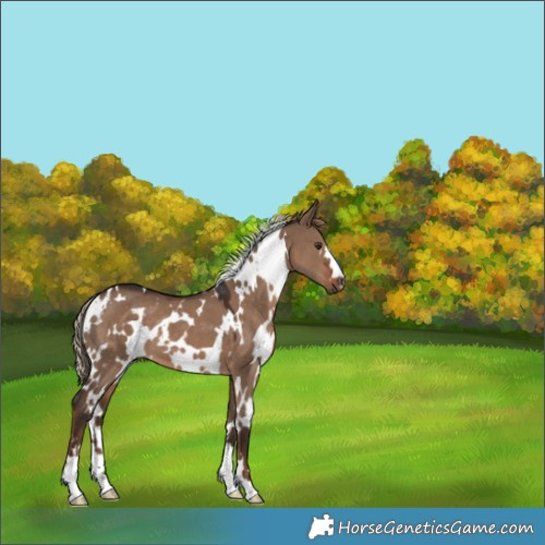 Horse Color:White Spotted Liver Red Dun 