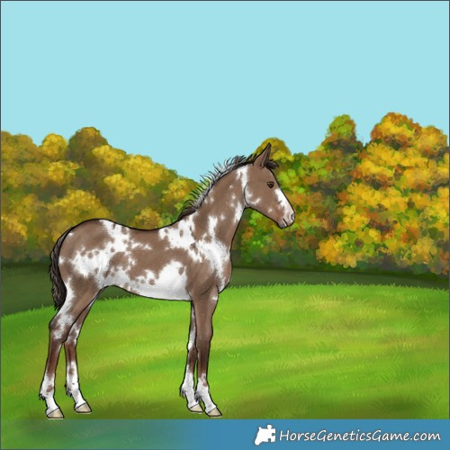 Horse Color:White Spotted Liver Red Dun 