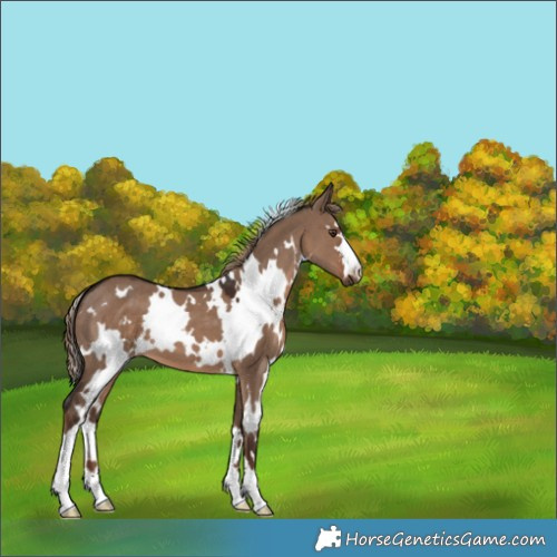 Horse Color:White Spotted Liver Red Dun 