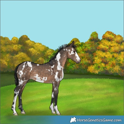 Horse Color:White Spotted Brown Dun 