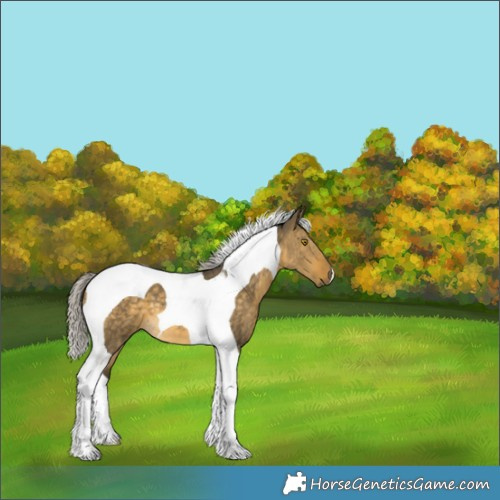 Horse Color:Silver Buckskin Dun Tobiano Brindle 