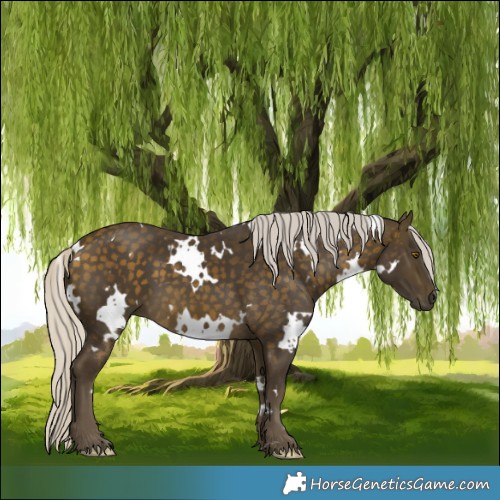 Horse Color:White Spotted Silver Buckskin 