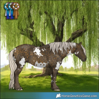 Horse Color:White Spotted Silver Buckskin