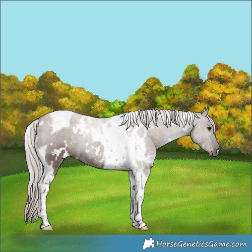 Horse Color:White Spotted Silver Grullo Tobiano 