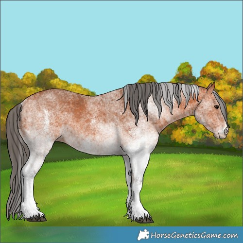 Horse Color:White Spotted Bay 