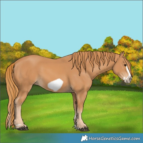 Horse Color:Chestnut Splash Frame