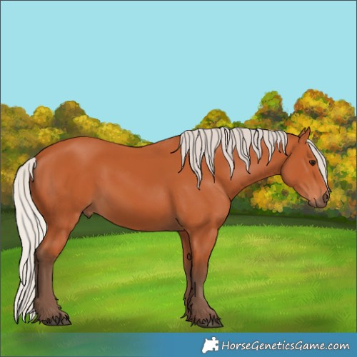 Horse Color:Silver Bay 