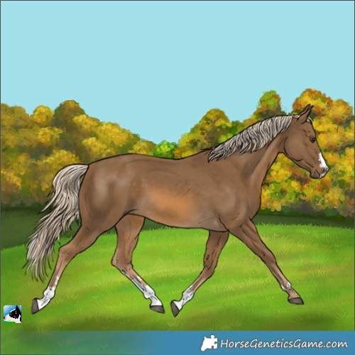 Horse Color:Chocolate Palomino 