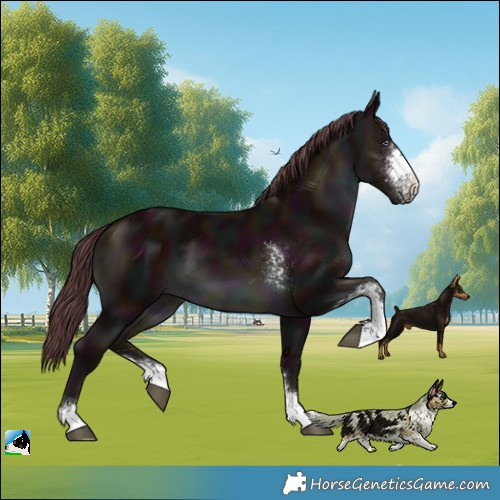 Horse Color:Midnight Chocolate Brown Chinchilla Sabino
