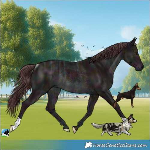 Horse Color:Midnight Chocolate Black Chinchilla Ice Rabicano 