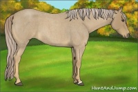 Horse Color:Palomino Roan 