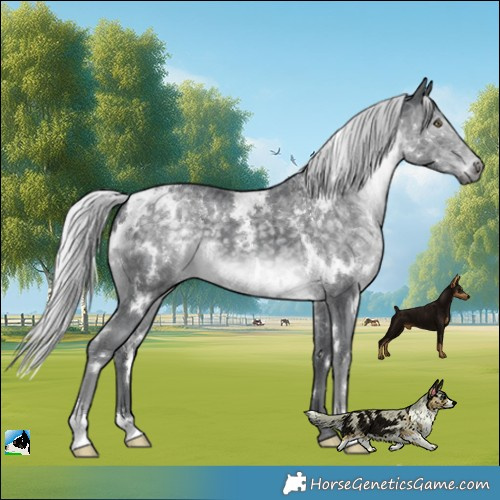 Horse Color:White Spotted Silver Black Chinchilla 