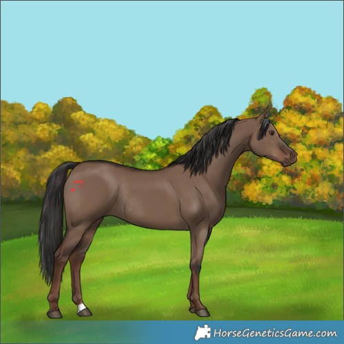 Horse Color:Liver Red Dun Rabicano