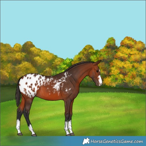 Horse Color:Bay Appaloosa