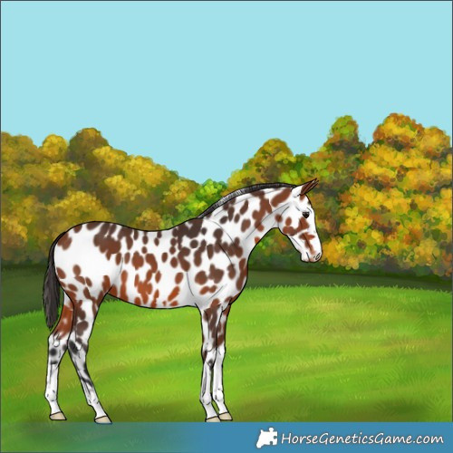 Horse Color:Bay Appaloosa 
