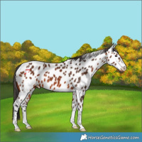 Horse Color:Bay Appaloosa 