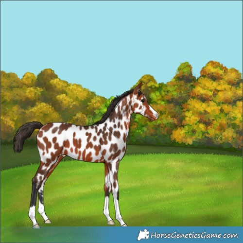 Horse Color:Bay Appaloosa 