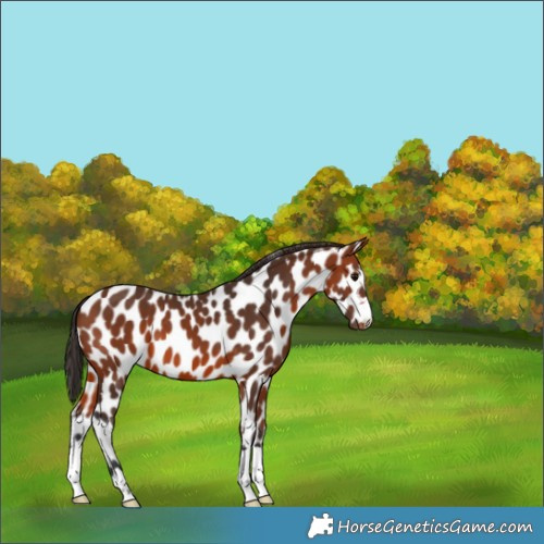 Horse Color:Bay Appaloosa 