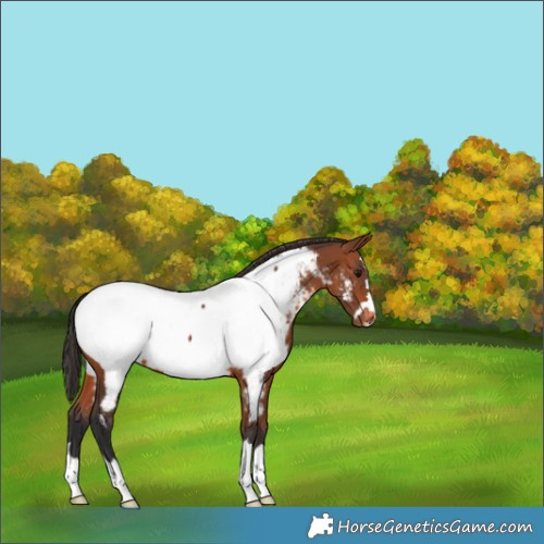 Horse Color:Bay Appaloosa 