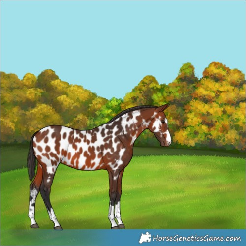 Horse Color:Bay Appaloosa 