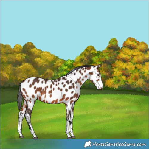 Horse Color:Bay Appaloosa 