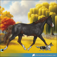 Horse Color:Liver Chestnut Rabicano 