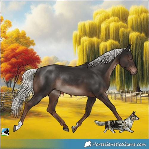 Horse Color:Liver Chestnut Mushroom Rabicano 