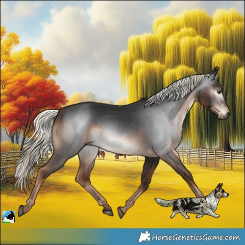 Horse Color:Gray Liver Chestnut Mushroom