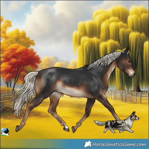 Horse Color:Gray Liver Chestnut Mushroom 