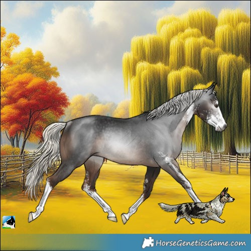 Horse Color:Gray Liver Chestnut Mushroom Sabino Rabicano 