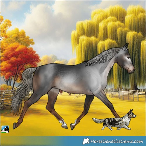 Horse Color:Gray Liver Chestnut Mushroom Rabicano