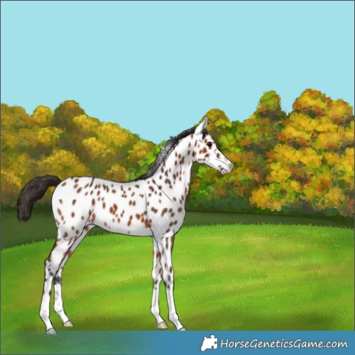 Horse Color:Bay Appaloosa 