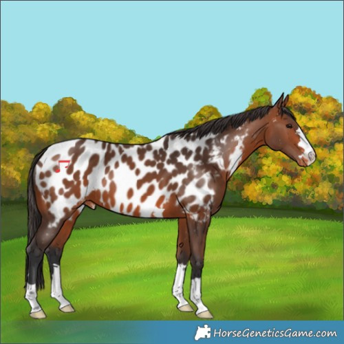 Horse Color:Bay Appaloosa 