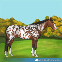 Horse Color:Bay Near Leopard 
