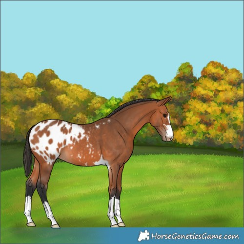Horse Color:Bay Appaloosa 
