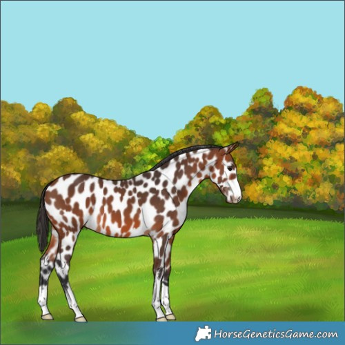 Horse Color:Bay Appaloosa