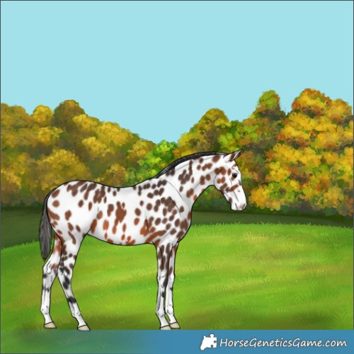 Horse Color:Bay Appaloosa 