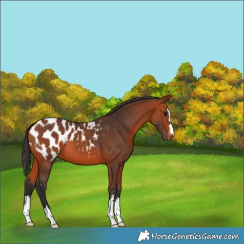 Horse Color:Bay Appaloosa