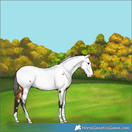 Horse Color:Bay Appaloosa 