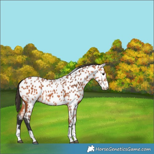 Horse Color:Bay Appaloosa 