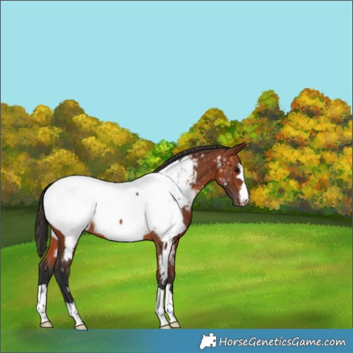 Horse Color:Bay Appaloosa 