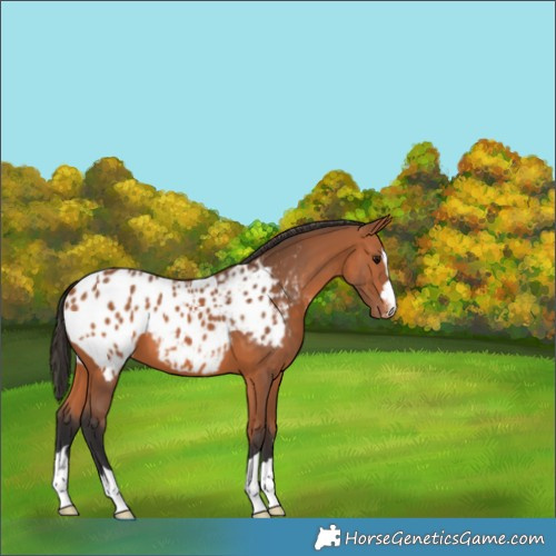 Horse Color:Bay Appaloosa 