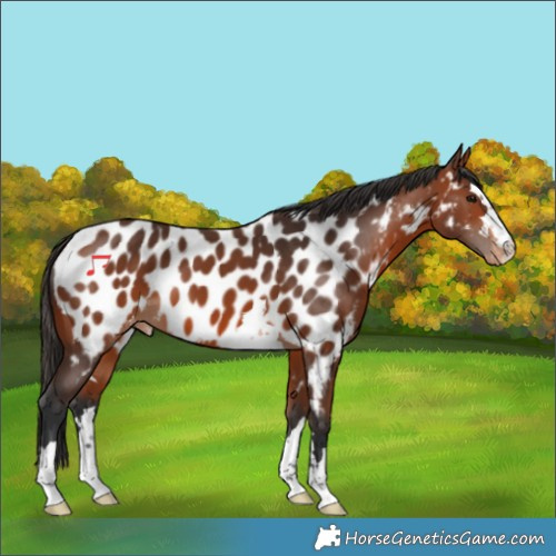 Horse Color:Bay Appaloosa 