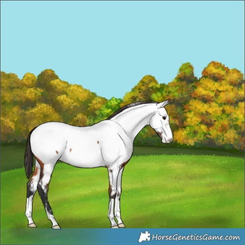Horse Color:Bay Appaloosa 