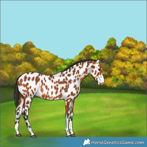 Horse Color:Bay Appaloosa