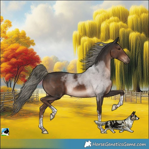 Horse Color:White Spotted Liver Chestnut Mushroom Tobiano Rabicano 