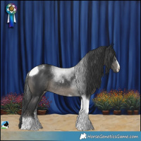 Horse Color:Black Tobiano Rabicano