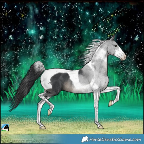 Horse Color:White Spotted Black Tobiano Rabicano 