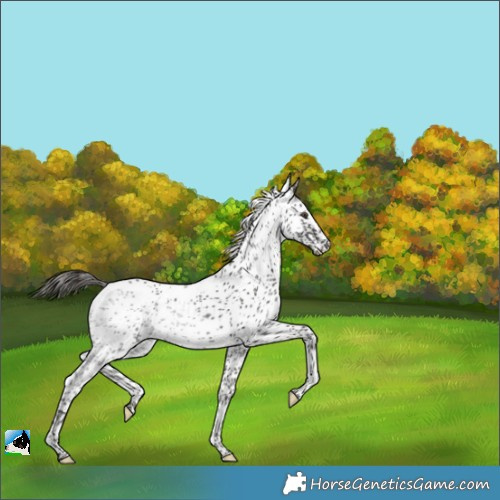 Horse Color:White Spotted Liver Chestnut Sabino Rabicano 