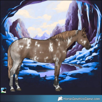 Horse Color:White Spotted Liver Red Dun Rabicano 